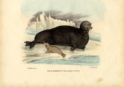 Foca barbuda, 1863-79 de Raimundo Petraroja